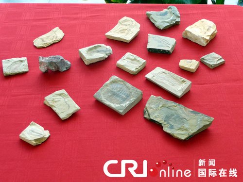 美查獲5億年前中國古生物化石 已回中國(圖)
