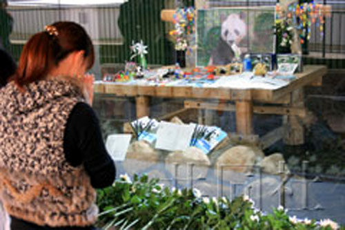 日本動物園舉行獻花儀式告別大熊貓興興(圖)