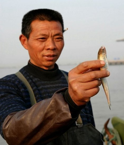 長(zhǎng)江刀魚遭過度捕撈或絕跡最高價(jià)格每斤八千（圖）