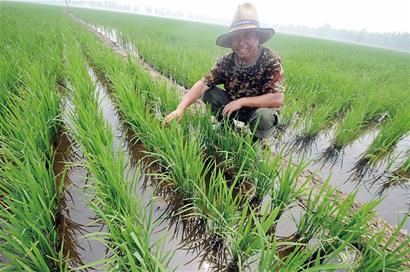 無法藍(lán)村香大米鹽堿地復(fù)活 每斤賣到20元