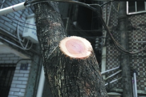 王保生帶人動手砍伐4棵降香黃檀樹。（曹景榮攝）