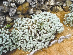 中國釣魚島盛產海芙蓉