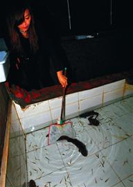 青島80后美女防空洞里養(yǎng)娃娃魚(yú) 每條800元將進(jìn)嶗山放養(yǎng)