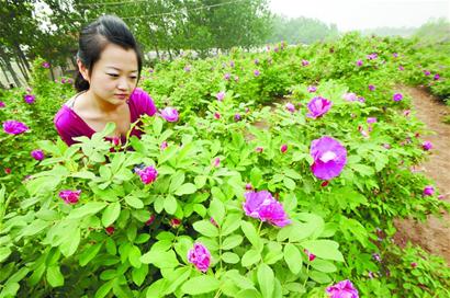 21歲公務(wù)員為追女友下鄉(xiāng)種玫瑰 成千萬富翁