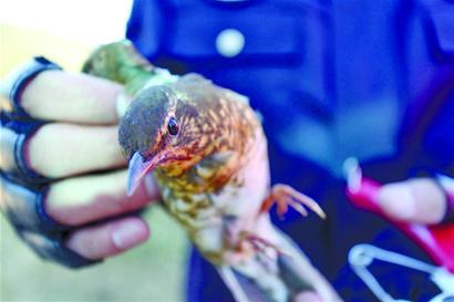 執(zhí)法人員拆21張網救下10只野生鳥 眼神悲涼