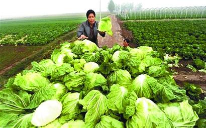 青島早熟大白菜跌至四年最低價(jià) 5分錢一斤也難賣