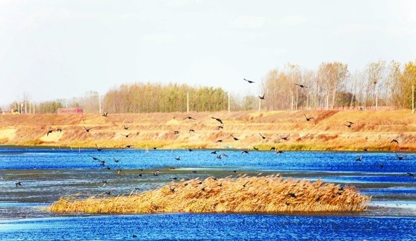 青島大小沽河交匯處成鳥兒天堂 天藍(lán)水凈野鴨紛飛