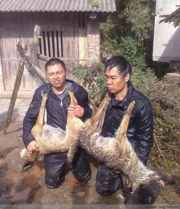 在農(nóng)村偷狗被抓到就是這下場(chǎng)！