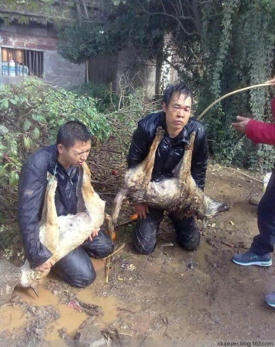 在農(nóng)村偷狗被抓到就是這下場！