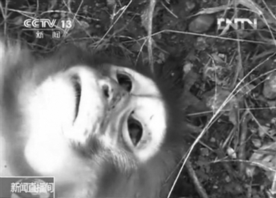 在資溪縣一國有林場，剛剛被槍殺的獼猴。