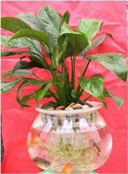 凈化空氣綠植盤(pán)點(diǎn)