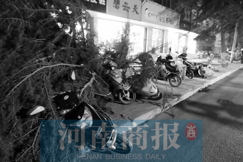 樹被大風吹倒，砸了路邊的車