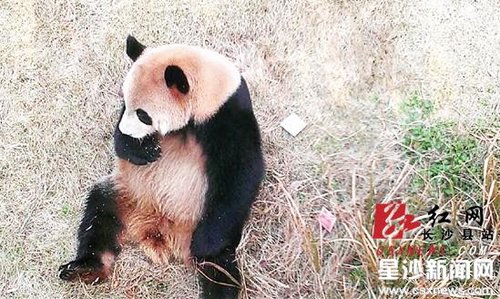 長(zhǎng)沙動(dòng)物園內(nèi)游客掉錢 熊貓“坐等”失主(圖)