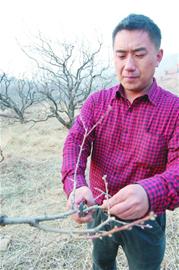 城陽(yáng)山區(qū)大片果樹枯死 村民擔(dān)憂吃水成難題