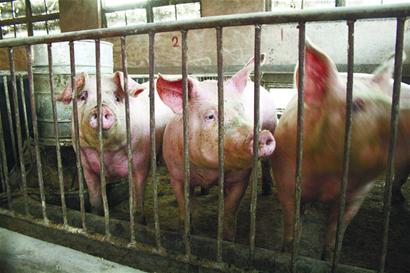 豬肉暴跌養(yǎng)殖戶“肉疼”“三年怪圈”何時破解？