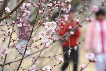 昨日，青島十梅庵梅園的梅花競相開放，游人置身于梅花的海洋，盡享大自然的美景。 