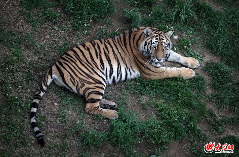 西霞口神雕山野生動物自然保護區(qū)位于威海的榮成市成山鎮(zhèn)西霞口村東北處，臨海兀立，山勢陡峭?？偼顿Y已超過1億元，全區(qū)占地3800畝，是全國最大的、風格最獨特的海岸野生動物自然保護區(qū)。