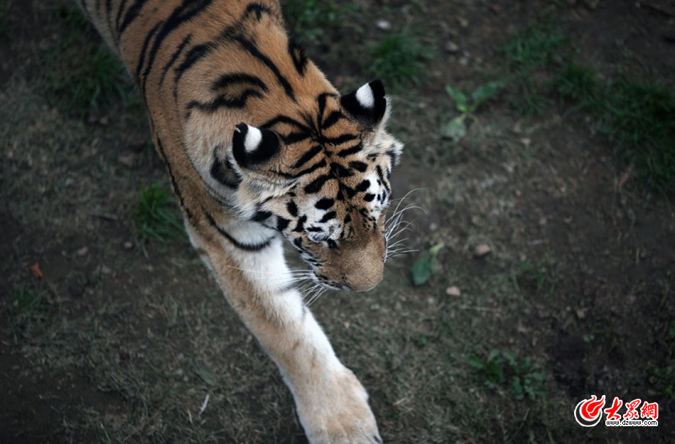 西霞口神雕山野生動物自然保護(hù)區(qū)位于威海的榮成市成山鎮(zhèn)西霞口村東北處，臨海兀立，山勢陡峭。總投資已超過1億元，全區(qū)占地3800畝，是全國最大的、風(fēng)格最獨(dú)特的海岸野生動物自然保護(hù)區(qū)。