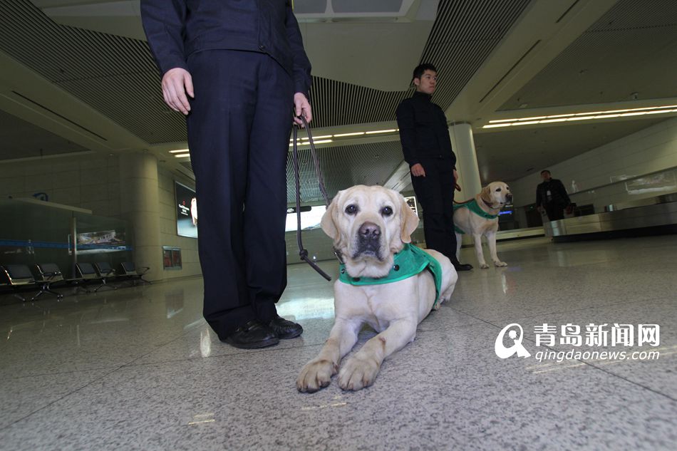 高清：實(shí)拍機(jī)場檢疫犬 輕嗅就能查出違禁物品